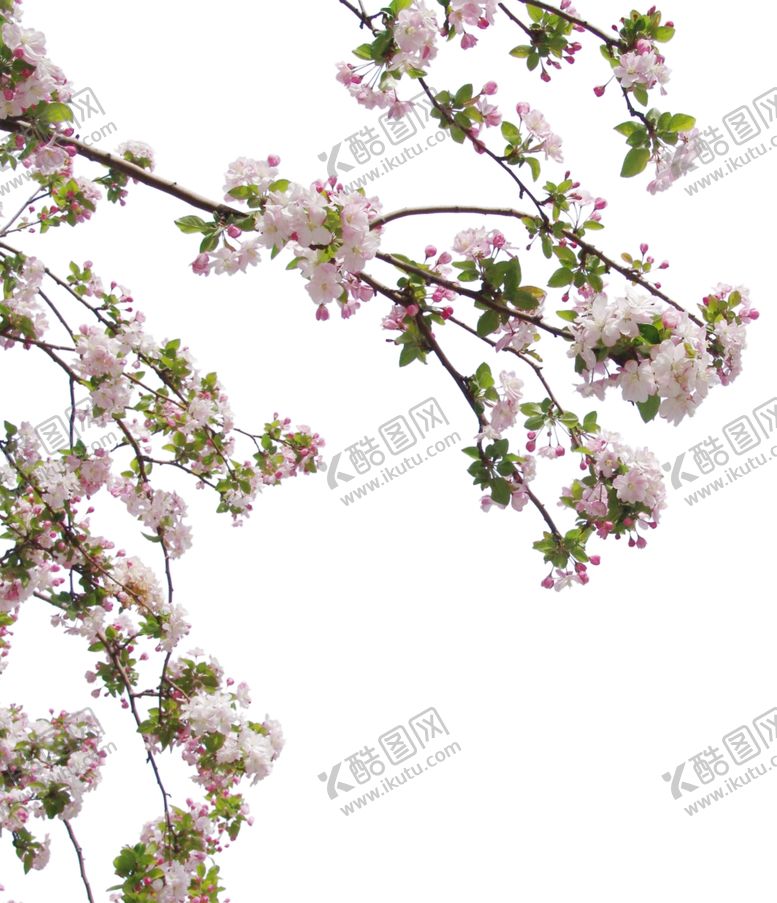 编号：12562710092148583287【酷图网】源文件下载-前景树花