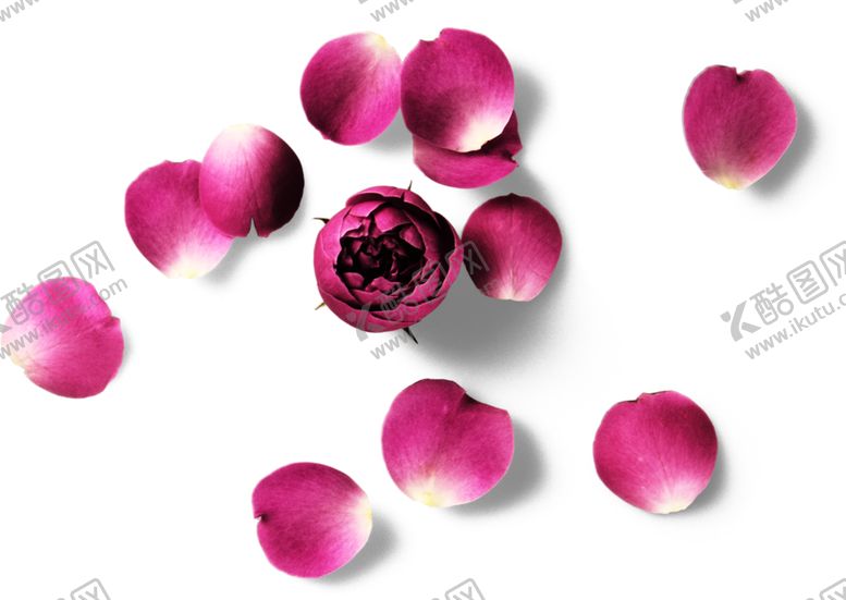 编号：63344010020149352075【酷图网】源文件下载-玫瑰