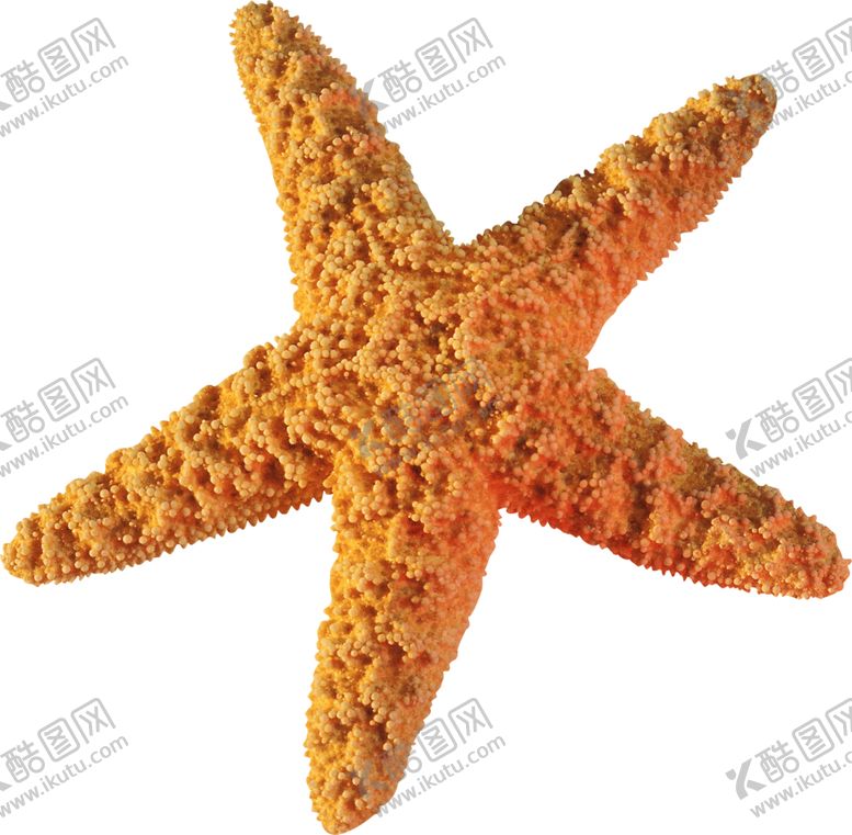 编号：44211205190845536573【酷图网】源文件下载-海星