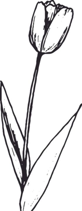 素描鲜花