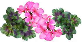 鲜花朵朵素材卉