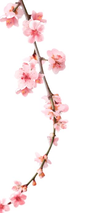 桃花枝条