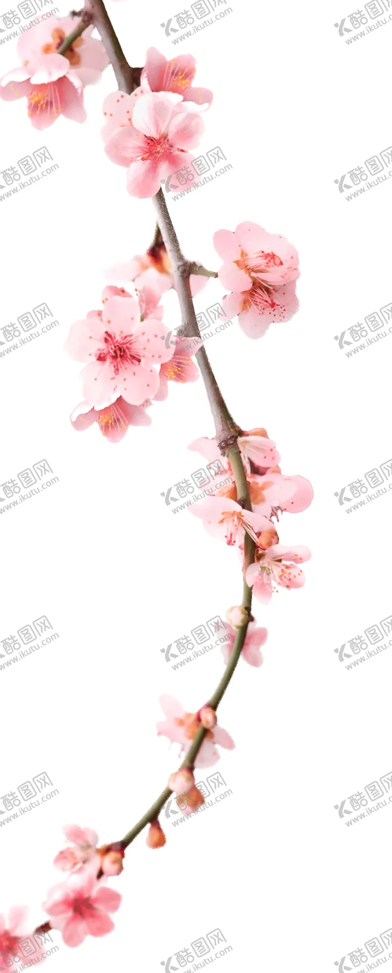 编号：47574706250544372667【酷图网】源文件下载-桃花枝条
