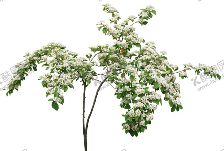 编号：86607810311721424911【酷图网】源文件下载-开花的树