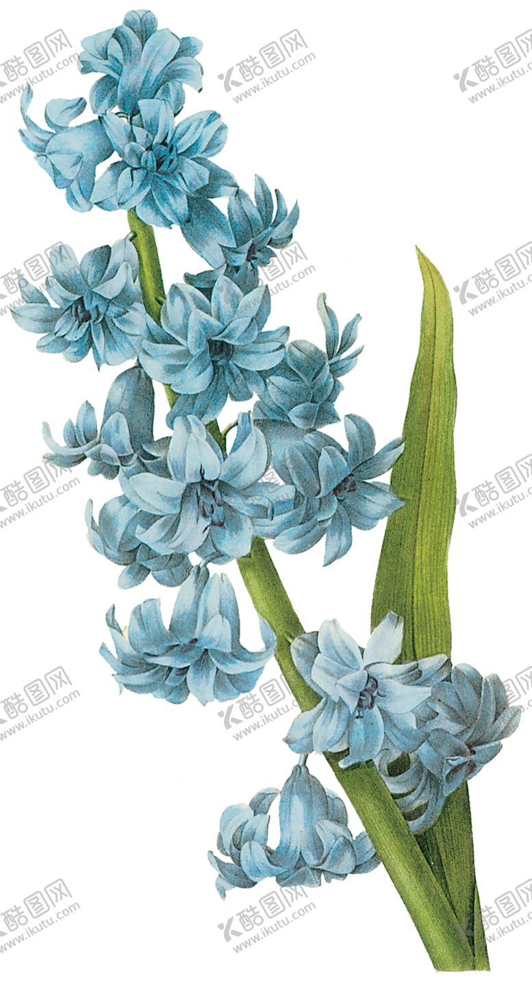 编号：20626607061339396249【酷图网】源文件下载-植物花卉油画装饰画