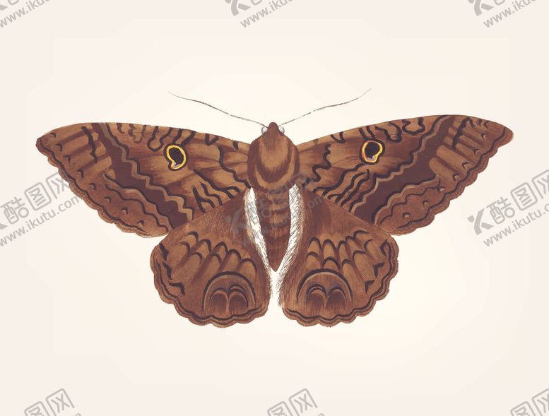 编号：75513409170255196163【酷图网】源文件下载-蝴蝶