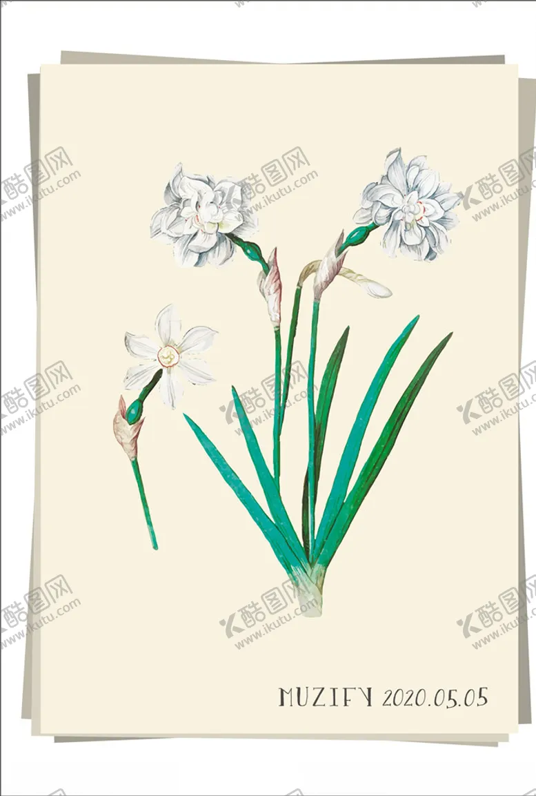 编号：93410706271059172718【酷图网】源文件下载-白水仙花植物图鉴