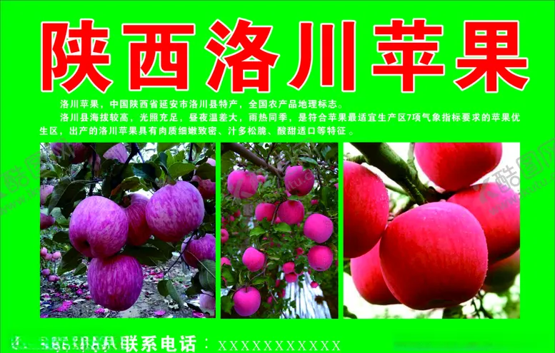 编号：97094404171840025172【酷图网】源文件下载-洛川苹果