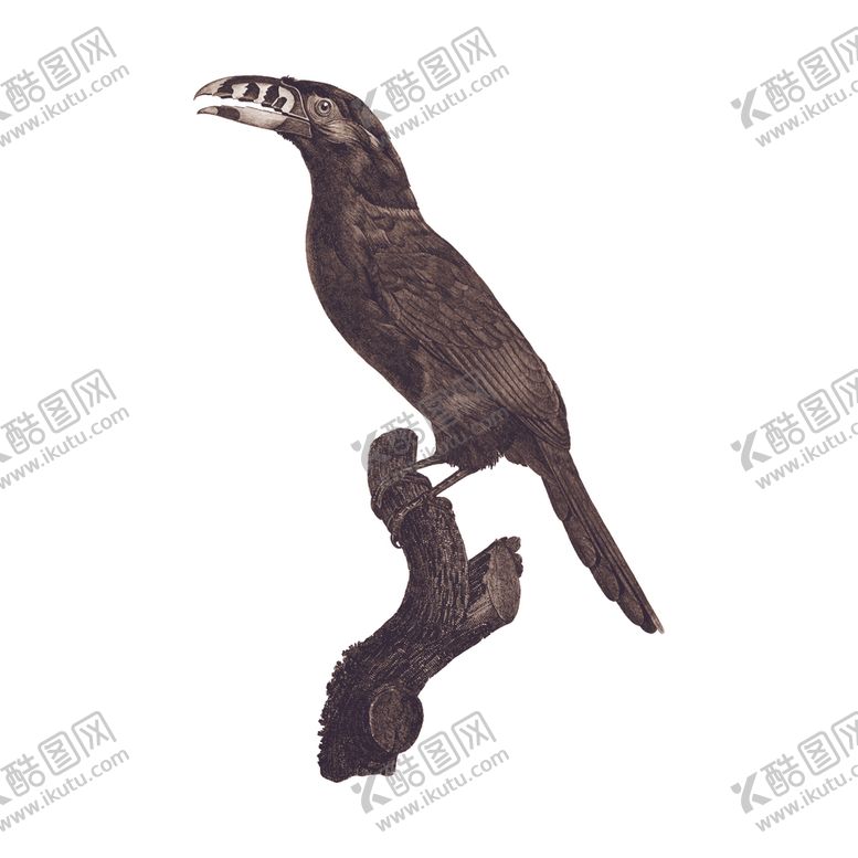 编号：83261410291027083964【酷图网】源文件下载-手绘鸟类插图