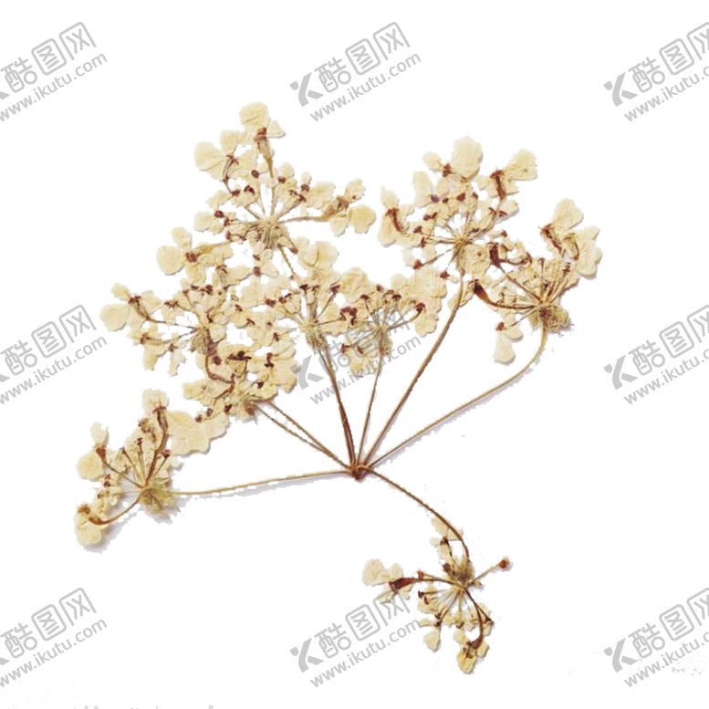 编号：87505406182217046563【酷图网】源文件下载-免抠背景干花枯花