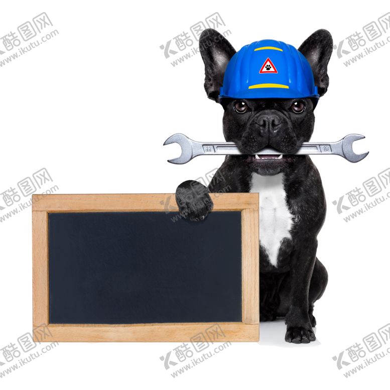 编号：43944807141315036656【酷图网】源文件下载-精选宠物狗图片
