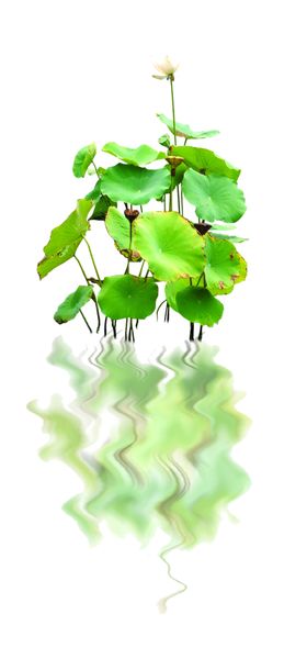 荷花倒影