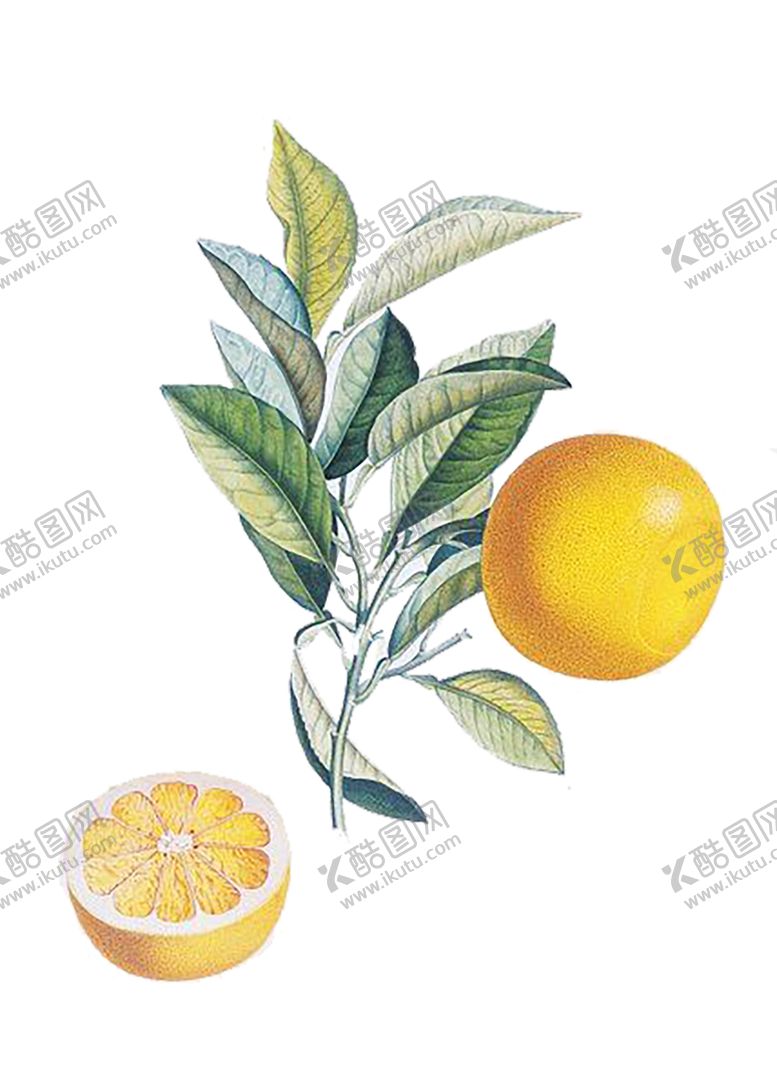 编号：36820710051749312109【酷图网】源文件下载-水果