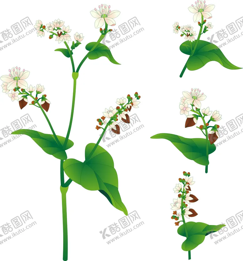 苦荞花插画ai源文件ai茶
