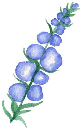 手绘植物