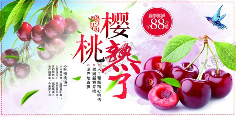 编号：55054910101252126843【酷图网】源文件下载-樱桃熟了