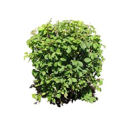 绿色植物