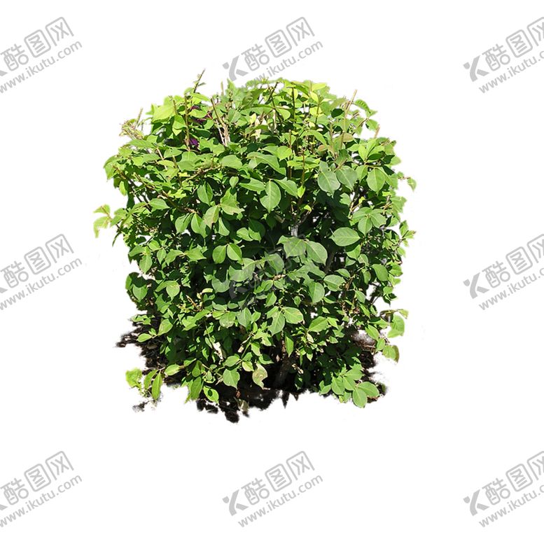 编号：56207905010152557099【酷图网】源文件下载-绿色植物