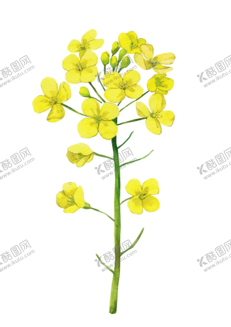 编号：69539106262222438411【酷图网】源文件下载-手绘芸苔花