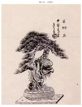 盆景造型十式