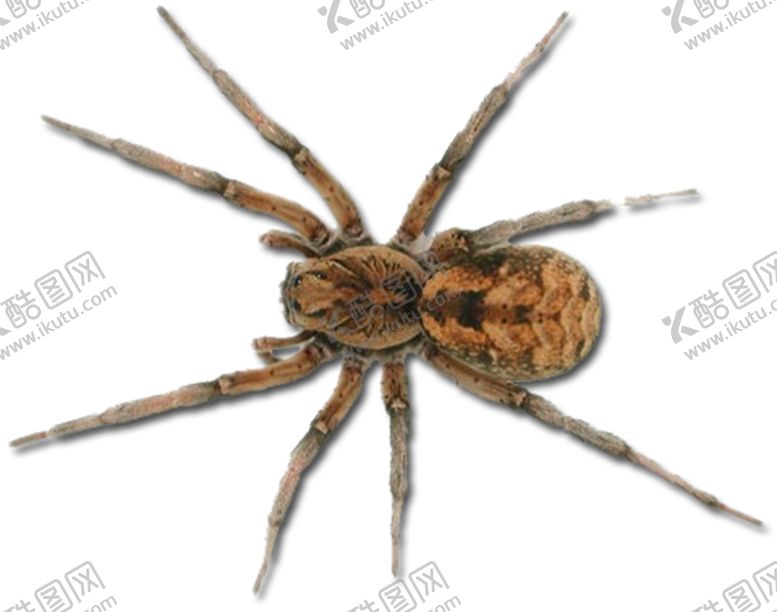 编号：32241610010531481091【酷图网】源文件下载-蜘蛛