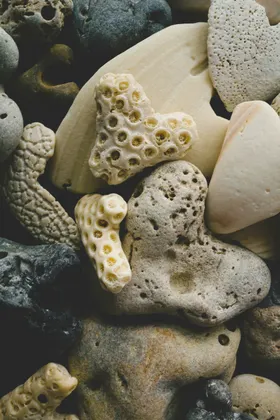 珊瑚摄影生物海洋生物