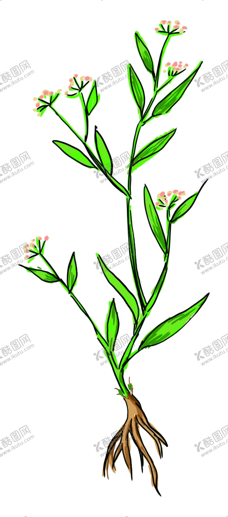 编号：92782306142350058393【酷图网】源文件下载-柴胡