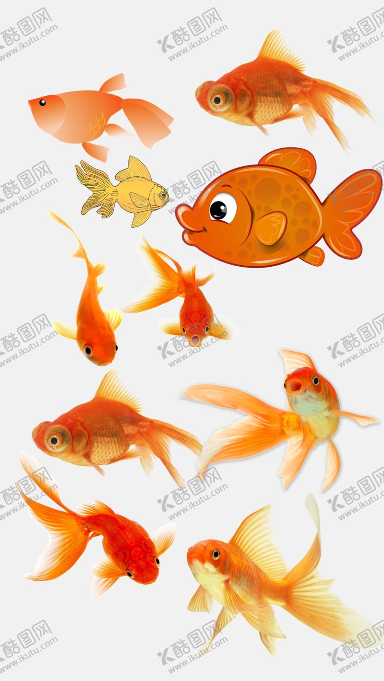编号：86294110080552516579【酷图网】源文件下载-高清免扣金鱼素材