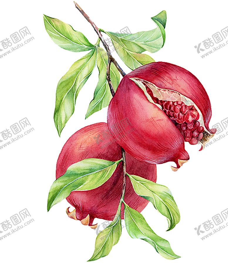 编号：63440710312304441744【酷图网】源文件下载-水果