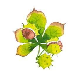 手绘植物