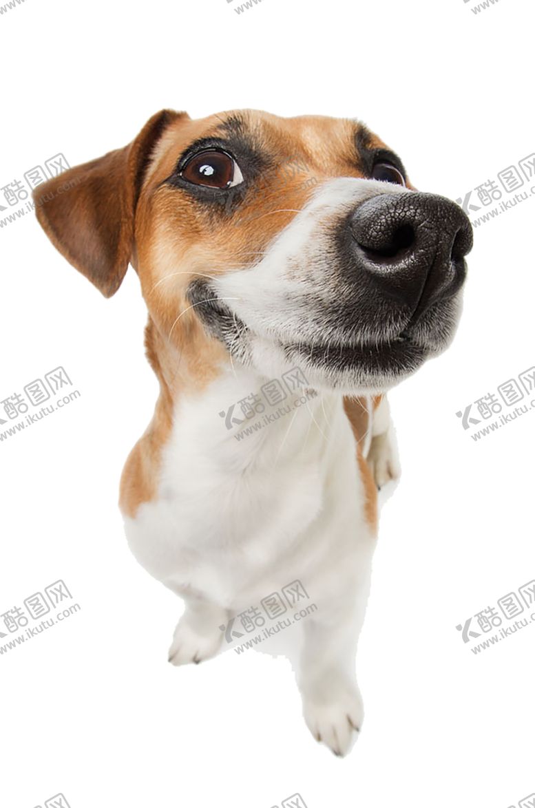 编号：36693907020158568723【酷图网】源文件下载-狗狗