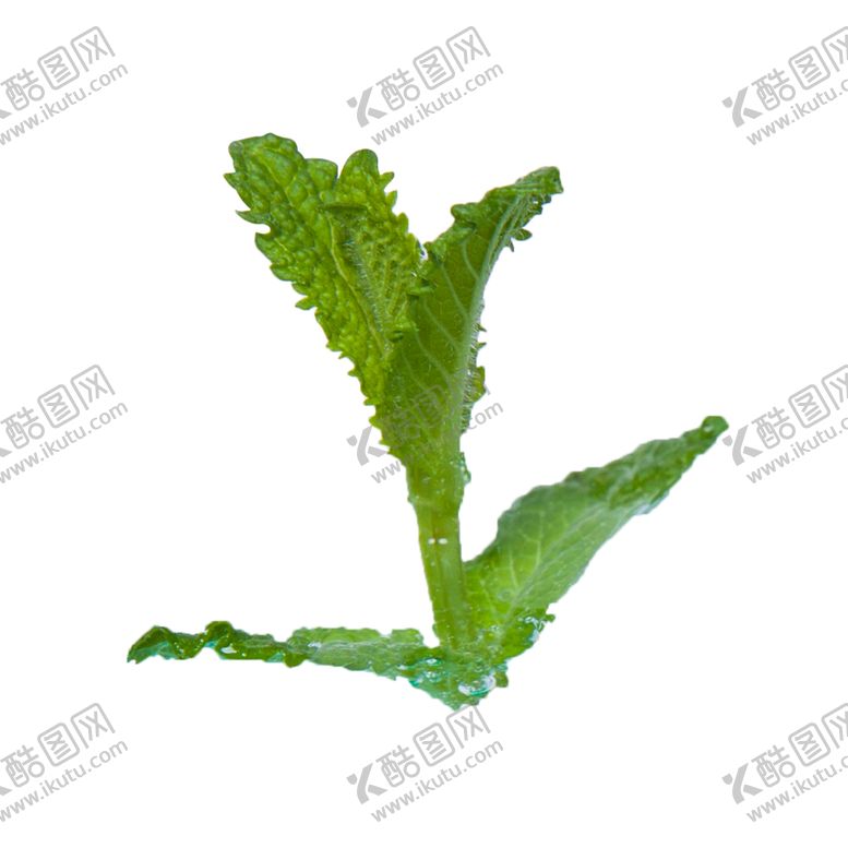 编号：66557809220431576426【酷图网】源文件下载-薄荷植物元素