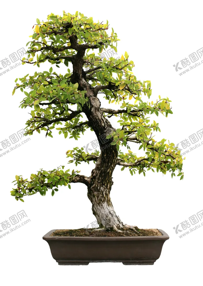 编号：48385506251023234723【酷图网】源文件下载-盆景