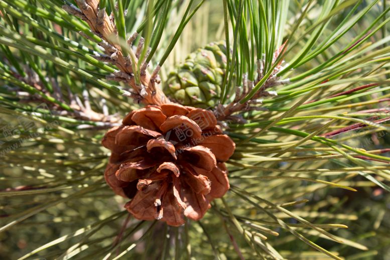 编号：81085409281201583220【酷图网】源文件下载-松果