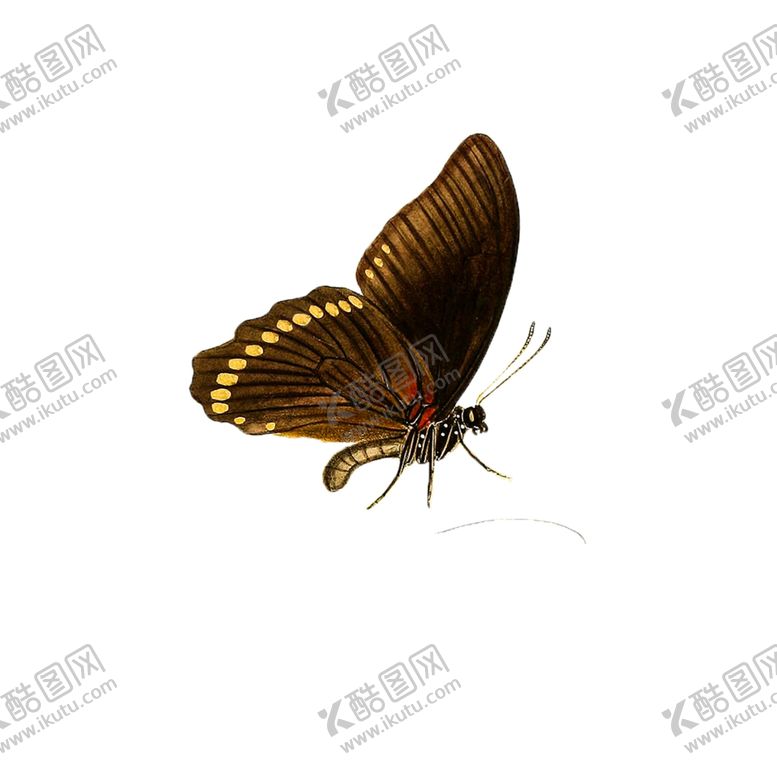 编号：73066007011929598112【酷图网】源文件下载-蝴蝶透明PNG免扣