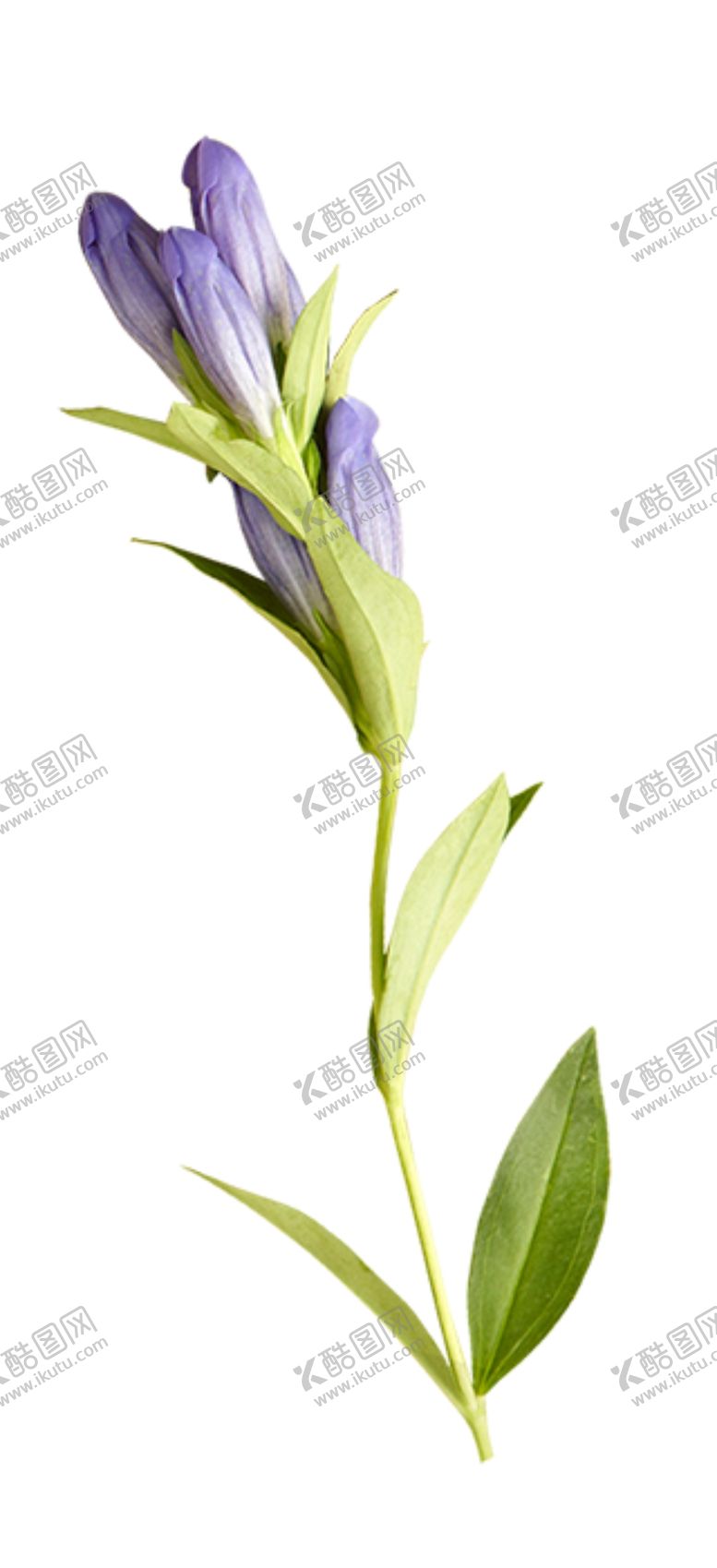 编号：30548004231949016077【酷图网】源文件下载-一枝鲜花