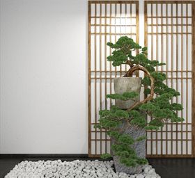 地柏盆栽