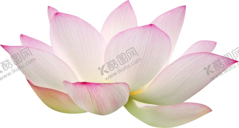 编号：43908403300611456370【酷图网】源文件下载-荷花荷叶
