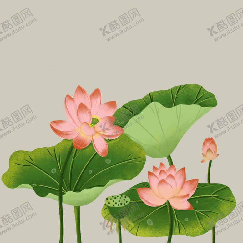 编号：59544403260609192765【酷图网】源文件下载-荷花