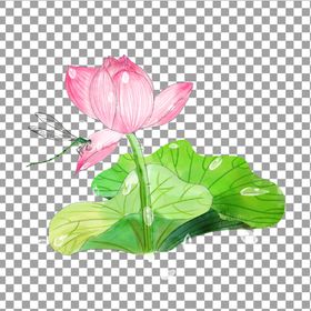 透明底荷花