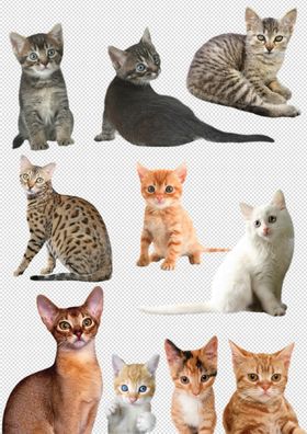 小猫