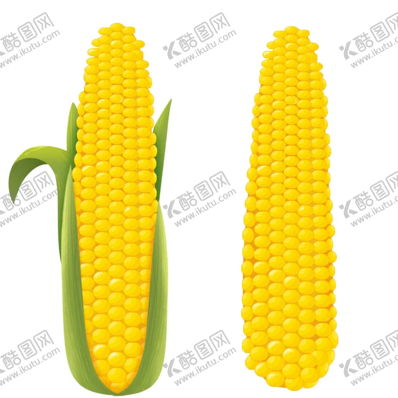 编号：47099902131530155956【酷图网】源文件下载-玉米图片