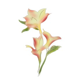 水仙花插画
