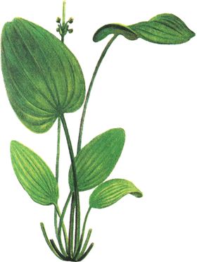 免扣水生植物素材图片