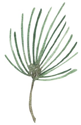 小清新水彩植物花朵