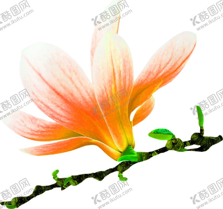 编号：85141810061705369422【酷图网】源文件下载-花素材