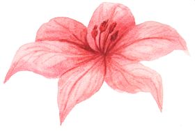 彩绘水彩花