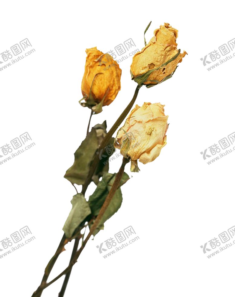 编号：71051710190513164074【酷图网】源文件下载-免抠背景干花枯花