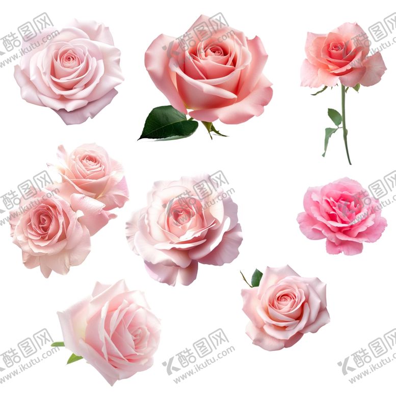编号：59366203090117093840【酷图网】源文件下载-玫瑰花合集
