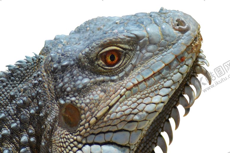 编号：53956410080832149269【酷图网】源文件下载-蜥蜴